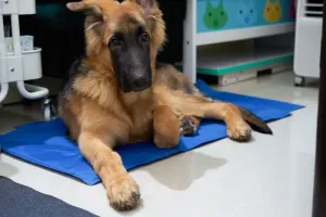 Mata grzewcza weterynaryjna