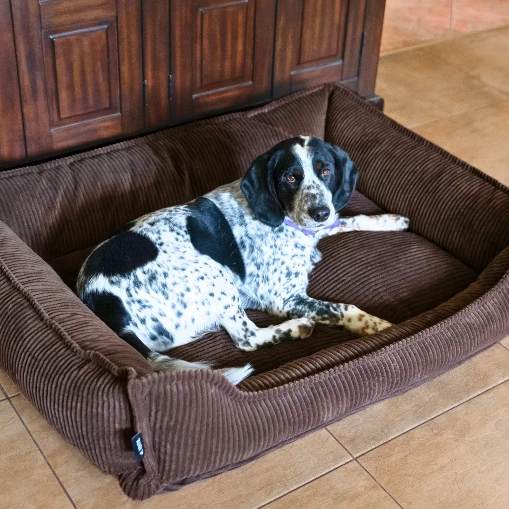 legowisko ortopedyczne dla psa