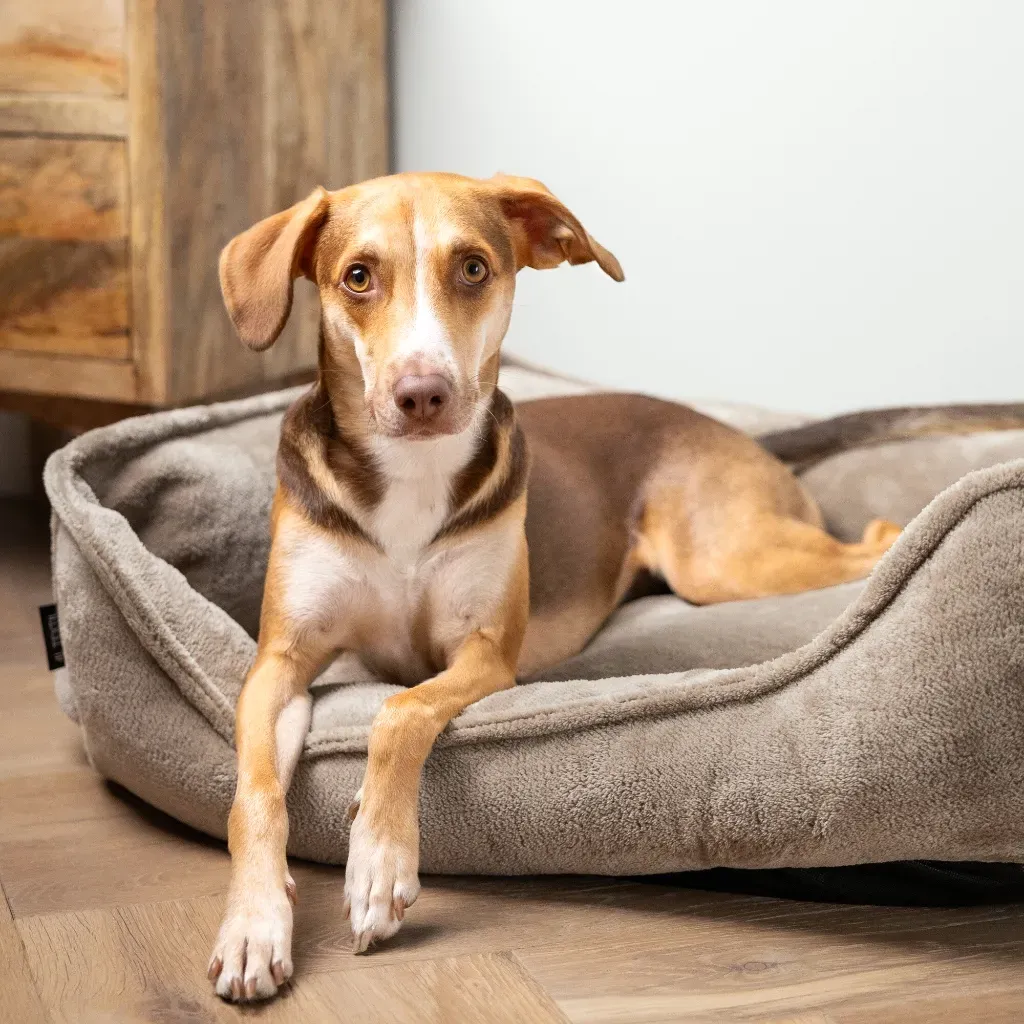 legowisko ortopedyczne dla psa