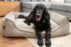 legowisko ortopedyczne dla psa